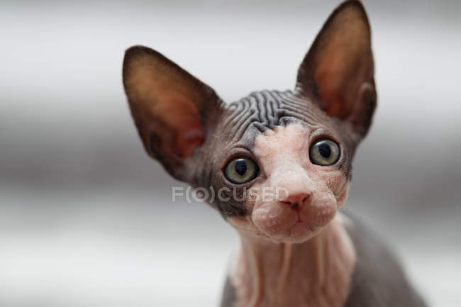 Tierporträt einer Phynx-Katze, die wegsieht — Stockfoto
