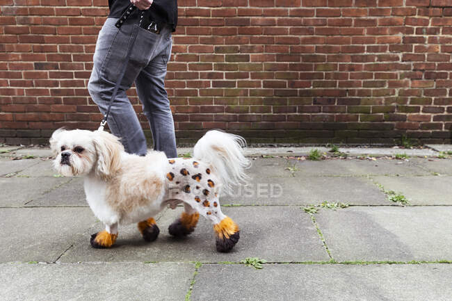Uomo che cammina cane curato con pelliccia rasata tinta — Foto stock