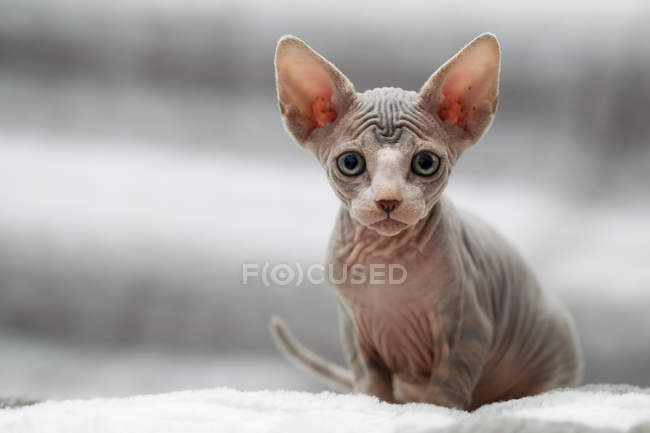 Animal portrait of sphynx cat looking at camera — Stock Photo