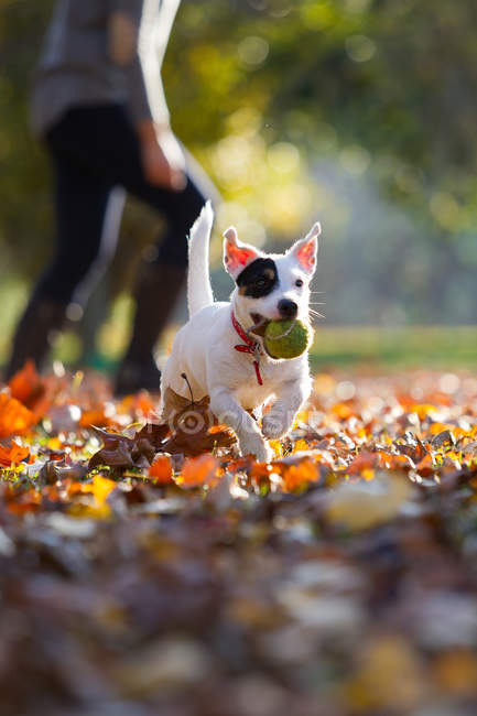 Jack russell running with tennis ball in mouth — Stock Photo