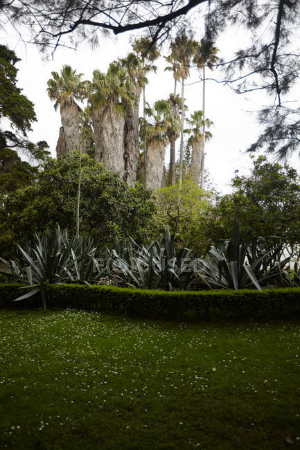 Спостерігаючи вид на спокійний парк в Лісабоні, Португалія — стокове фото