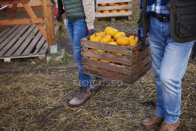 Agriculteurs portant une caisse de citrouilles — Photo de stock