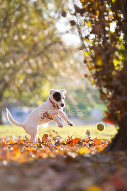 Jack Russell persiguiendo pelota de tenis - foto de stock