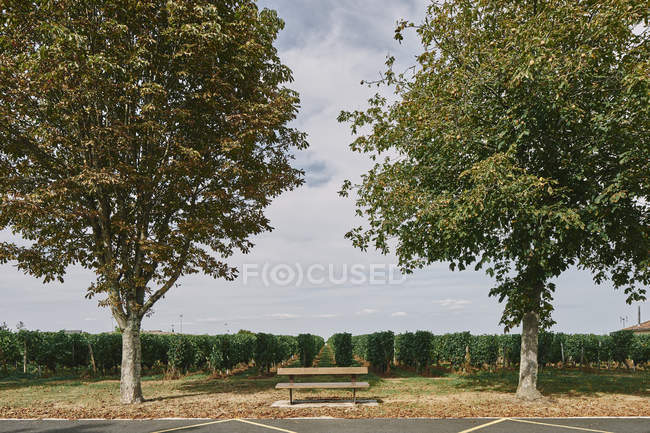 Banco del parque frente al viñedo, Bergerac, Aquitania, Francia - foto de stock