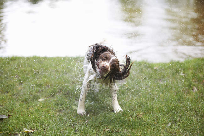 Cão sacudindo água do cabelo molhado — Fotografia de Stock