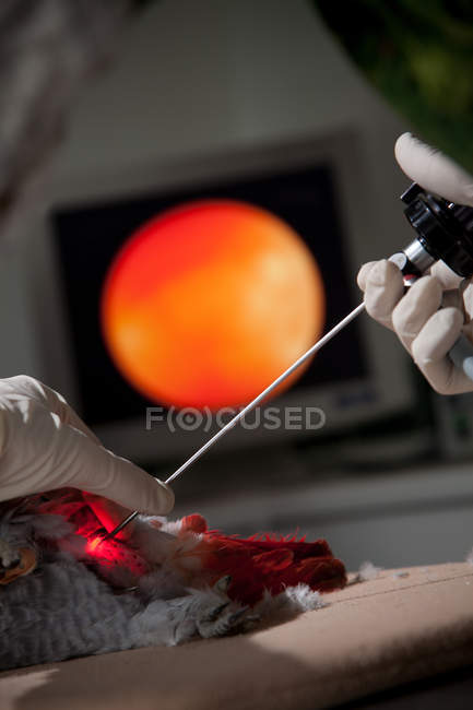 Tierarzt mit Endoskop auf Papagei — Stockfoto