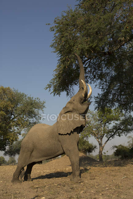 Seitenansicht Afrikanischer Elefant frisst Baumblätter — Stockfoto