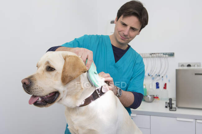 Tierärzte mit Scanner am Labrador Retriever lesen Mikrochip — Stockfoto