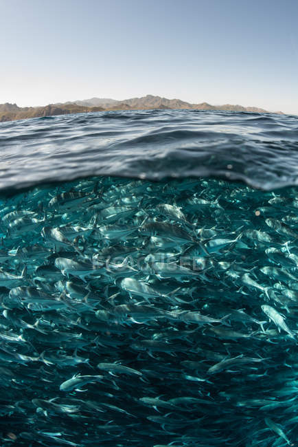 Jack pesci che nuotano vicino alla superficie dell'acqua, Cabo San Lucas, Messico, Nord America — Foto stock