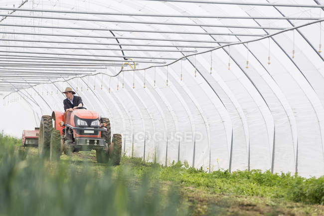Farmer driving on tractor in large greenhouse — Stock Photo