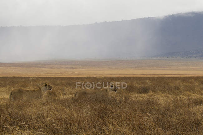 Leones caminando en el campo en el área de conservación de ngorongoro, tanzania - foto de stock