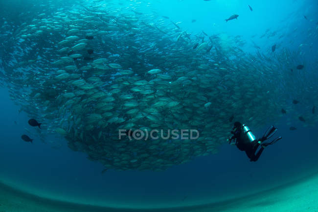 Nuoto subacqueo con scuola di jack fish, vista subacquea, Cabo San Lucas, Baja California Sur, Messico, Nord America — Foto stock