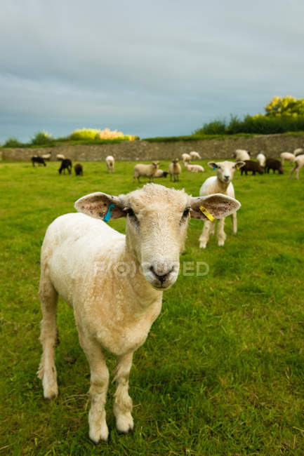 Retrato de oveja con rebaño en campo rural - foto de stock