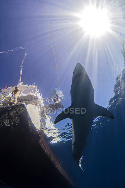 Shark swimming in sea under sunrays and boat — Stock Photo