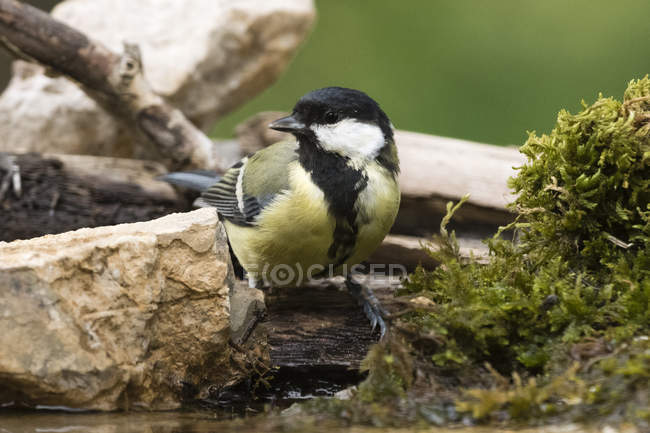 Great tit bird perching on rocks near water — Stock Photo