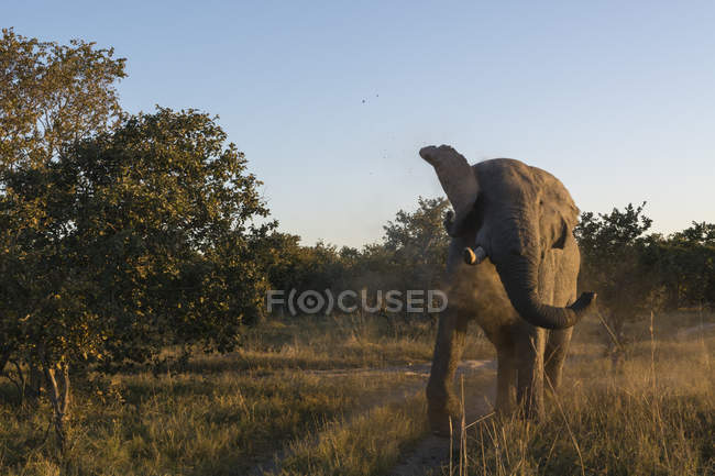 Éléphant d'Afrique marchant dans la réserve naturelle de Moremi, delta de l'Okavango, Botswana — Photo de stock