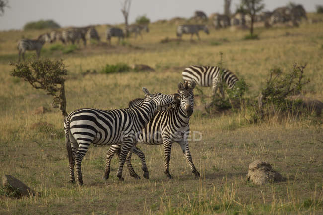 Schöne Zebras grasen und spielen auf Feld, Serengeti, Tansania — Stockfoto
