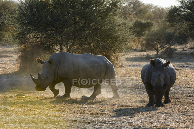 Rhinoceroses brancas caminhando perto de árvores, Kalahari, Botswana — Fotografia de Stock