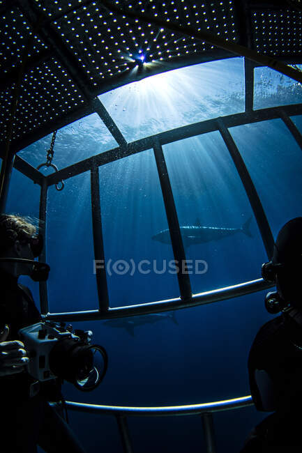 Plongeurs photographiant des requins dans une cage à requins — Photo de stock