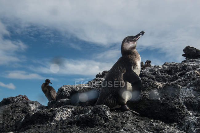 Galápagos Pinguim e Corvo-marinho voador descansando sobre rochas, Seymour, Galápagos, Equador — Fotografia de Stock