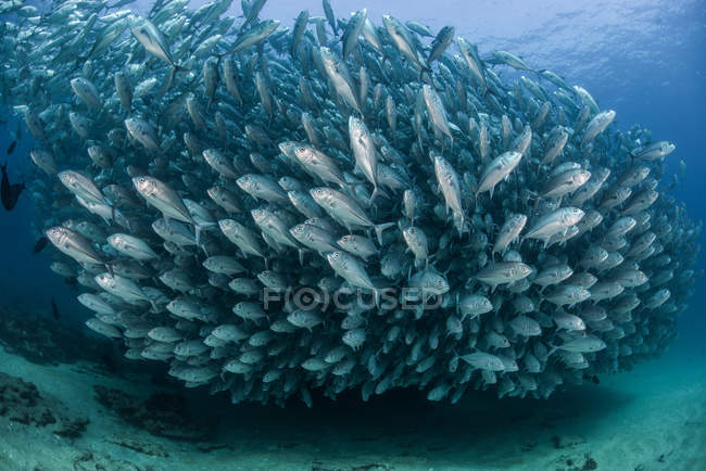 Jack fishes, vue sous-marine, Cabo San Lucas, Baja California Sur, Mexique, Amérique du Nord — Photo de stock