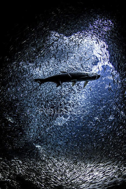 Fische in der Nähe der Mündung der Unterwasserhöhle — Stockfoto