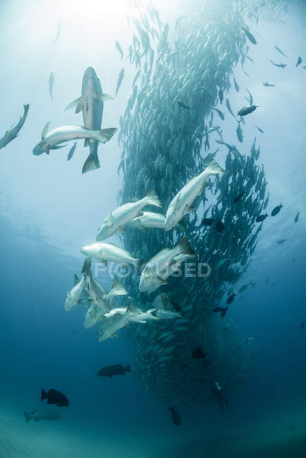 Jack fishes, vue sous-marine, Cabo San Lucas, Baja California Sur, Mexique, Amérique du Nord — Photo de stock