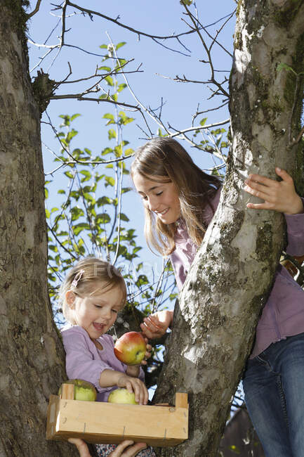 Dos chicas jóvenes recogiendo manzanas del árbol - foto de stock