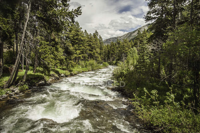 Fluss fließt durch Kiefernwälder, Montana, uns — Stockfoto