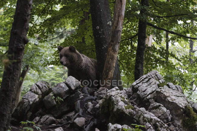 Europäischer Braunbär im Wald, Regionalpark Notranjska, Slowenien — Stockfoto