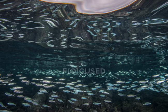Pingüinos de Galápagos cazando sardinas, Seymour, Galápagos, Ecuador - foto de stock