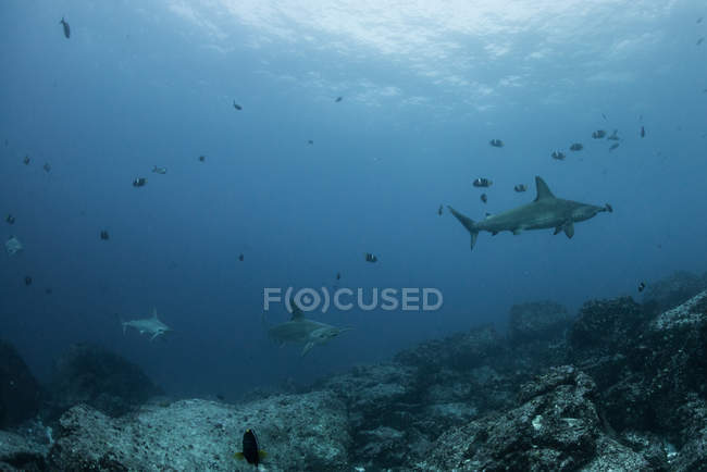 Tubarões e peixes por fundo marinho, Seymour, Galápagos, Equador, América do Sul — Fotografia de Stock