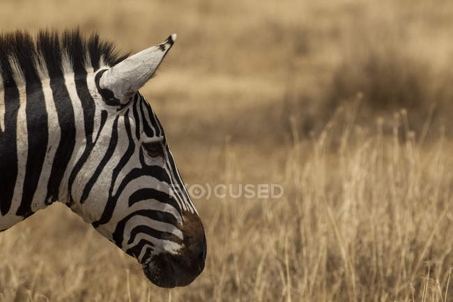 Vista laterale di una bella zebra in piedi su erba, cratere ngorogoro, tanzania — Foto stock