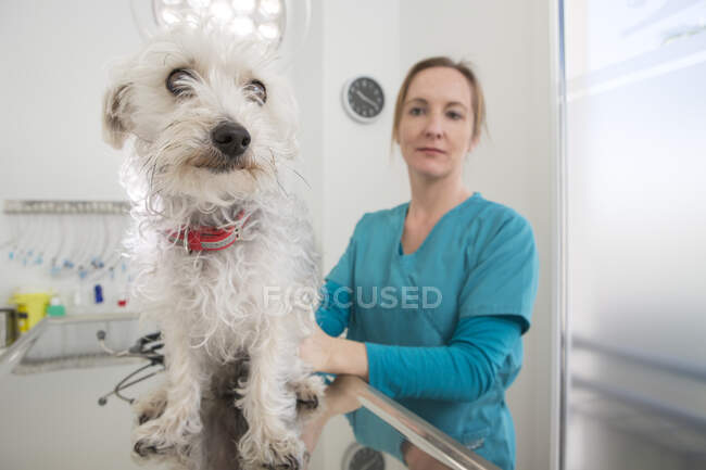 Vet com cão de raça mista terrier poodle na mesa — Fotografia de Stock