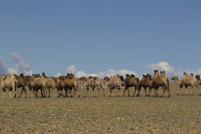 Troupeau de chameaux bactriens marchant dans le désert, Khovd, Mongolie — Photo de stock