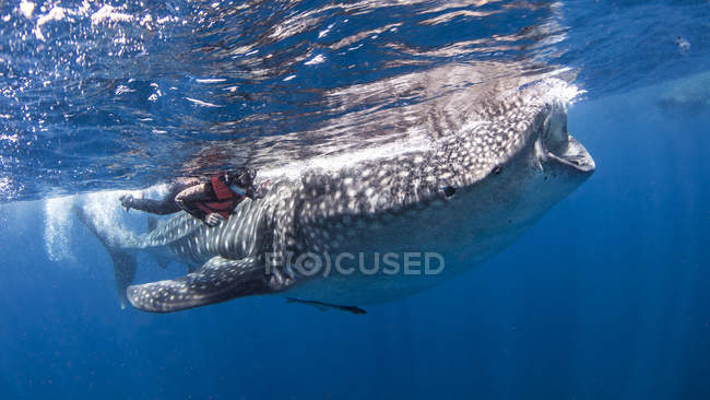 Підводний вид на дайвер біля китової акули — стокове фото