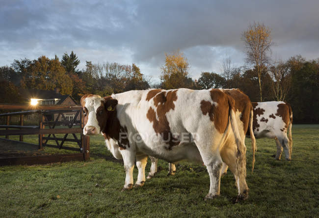 Retrato de vacas domésticas en el campo al atardecer - foto de stock