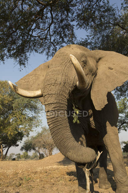 Elefante africano alimentando-se debaixo da árvore, Chirundu, Zimbabué, África — Fotografia de Stock