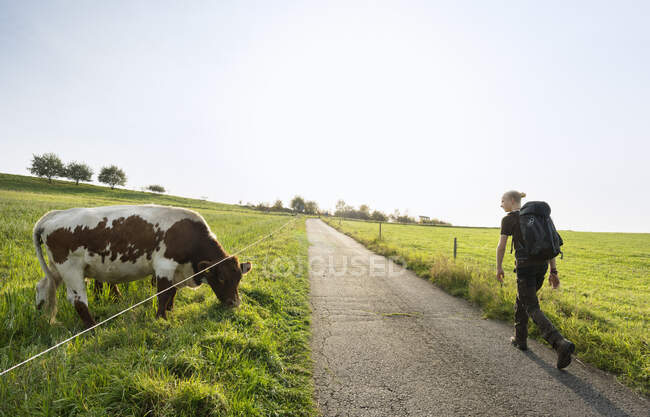 Escursionista passando mucca, Meerfeld, Renania-Palatinato, Germania — Foto stock