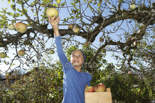 Young girl picking apple from tree — Stock Photo