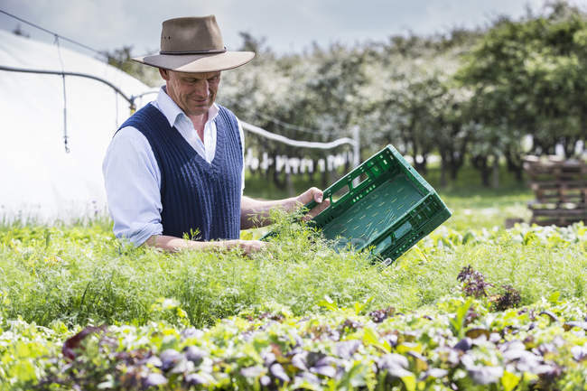 Agricultor com plantas de colheita de caixa de plástico — Fotografia de Stock