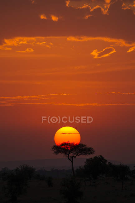 Гарний захід сонця з деревами проти жовтий небо в Танзанії — стокове фото