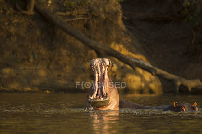 Yawning Hippo in mana pools, africa — Stock Photo
