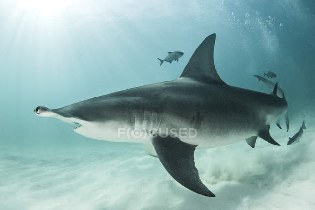 Tiburón y peces nadando bajo el agua en Bahamas - foto de stock