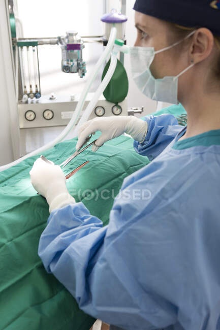 Vet performing operation in surgery — Stock Photo