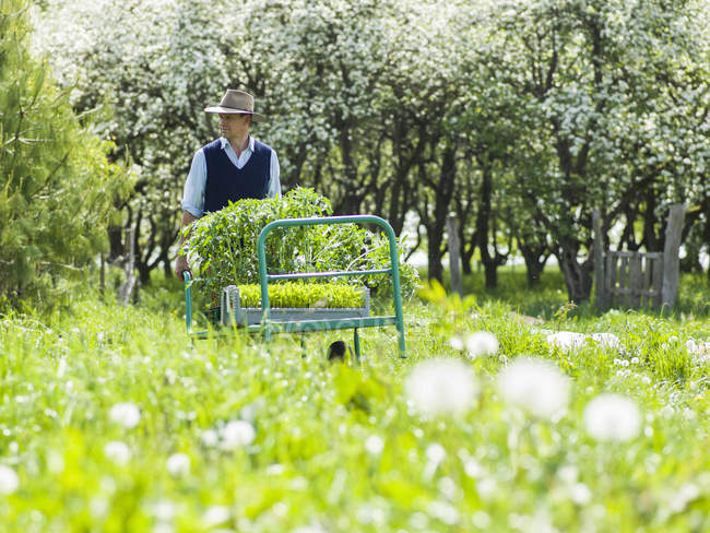 Agricoltore con carrello di piante verdi in campo — Foto stock