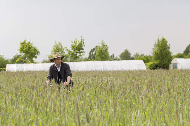 Farmer quality checking crops in field — Stock Photo