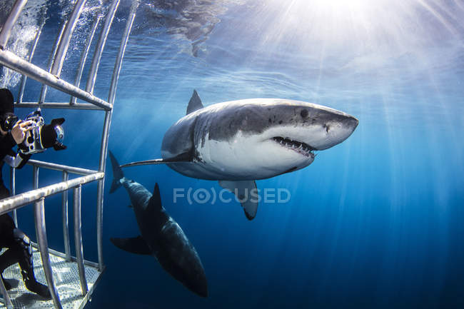 Buceador fotografiando tiburones desde una jaula de tiburones - foto de stock