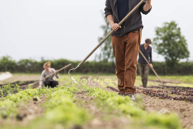 Cropped view of farmer hoeing vegetable garden — Stock Photo