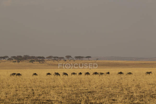 Vista laterale di gnu e zebre che camminano sul campo a tarangire, tanzania — Foto stock